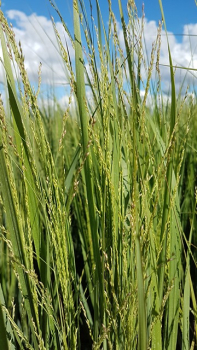 Panicum virgatum "Northwind" - (Riesen-Rutenhirse "Northwind"),